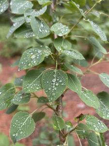 A plant with fresh raindrops on the leaves
