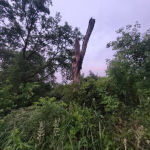 A snag in a natural area.