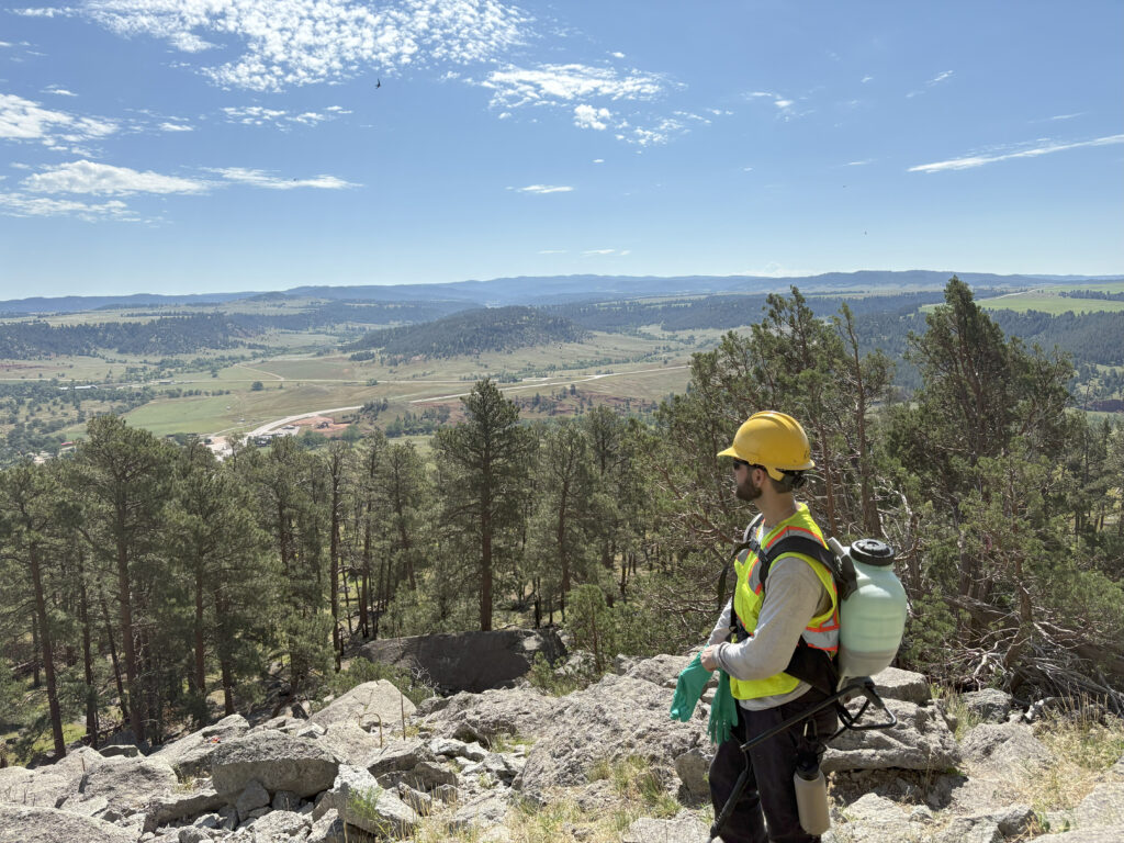 A person looking out over pine forests