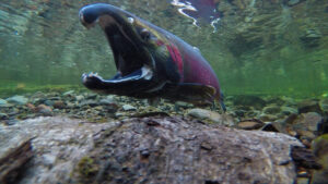A fish