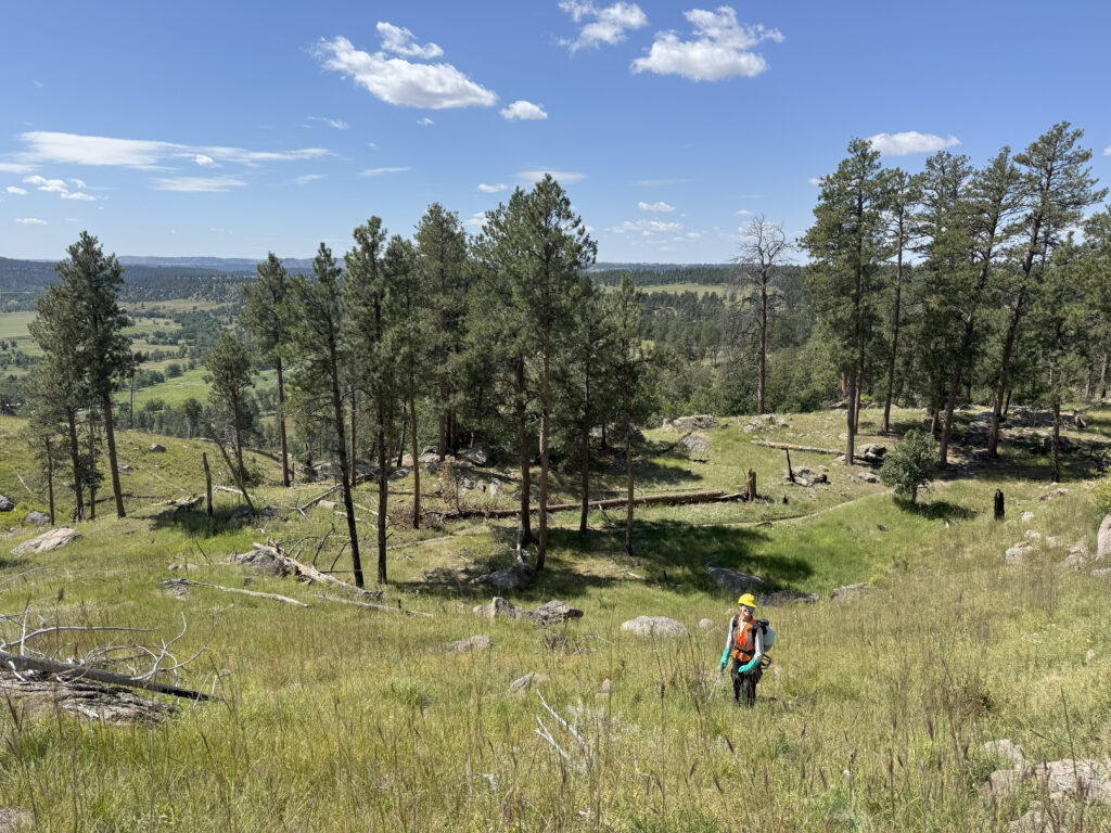A person in a field with pine trees in the back.