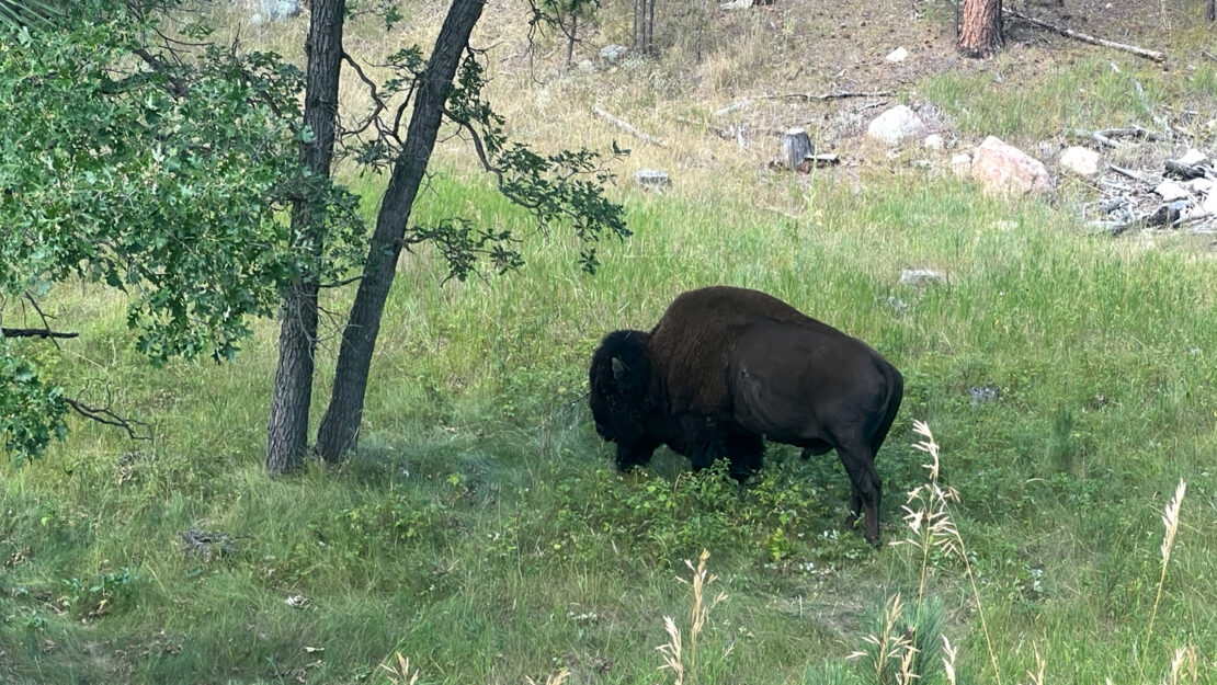 A bison in a prairie