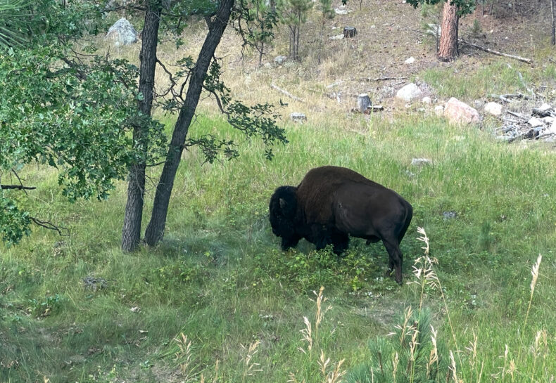 The Bison at Wind Cave National Park