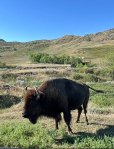 A bison