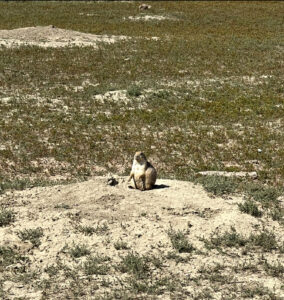 A groundhog