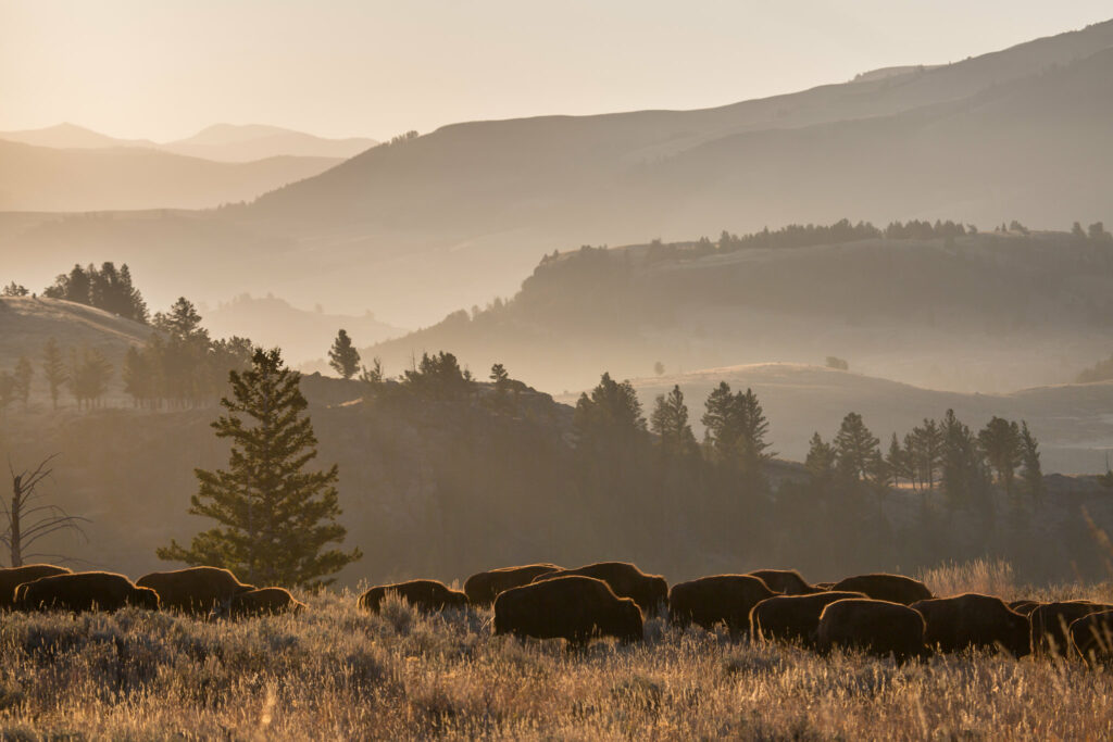 Bison herd.