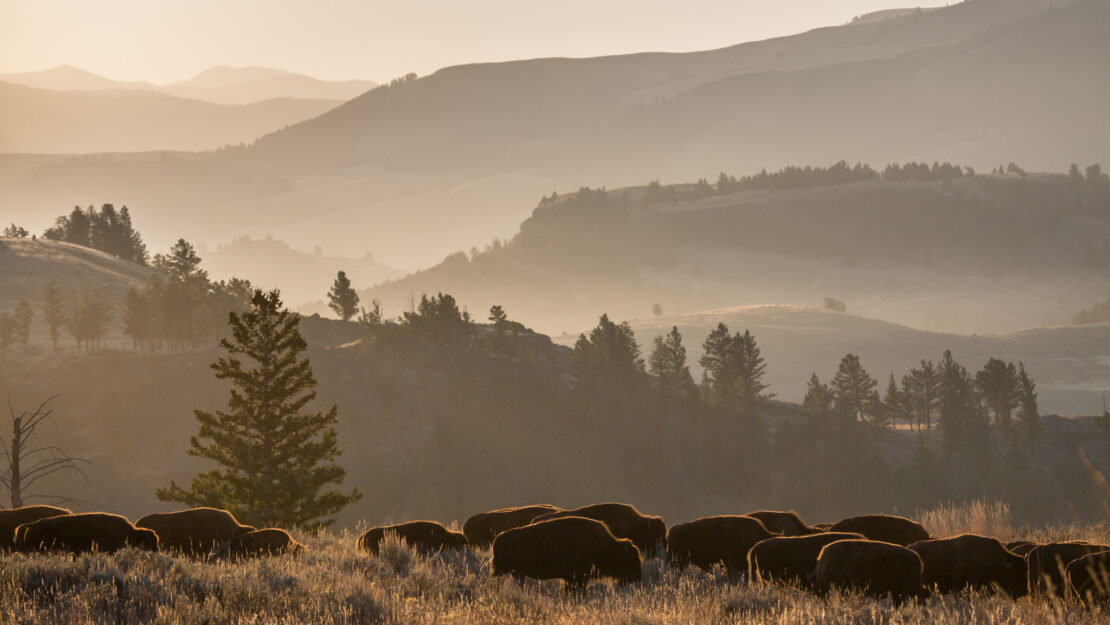 Bison herd.