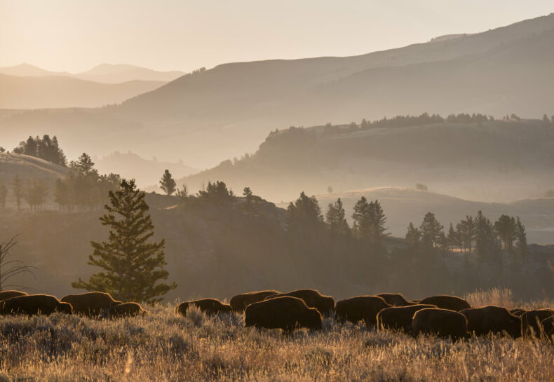 Bison
