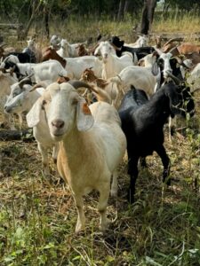 A herd of goats