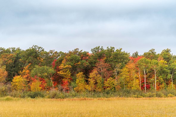 A tool for the change in the seasons, the Minnesota Fall Color Finder
