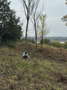Member kneeling and using a dabber on cut buckthorn