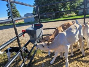 Calves eating by a fence