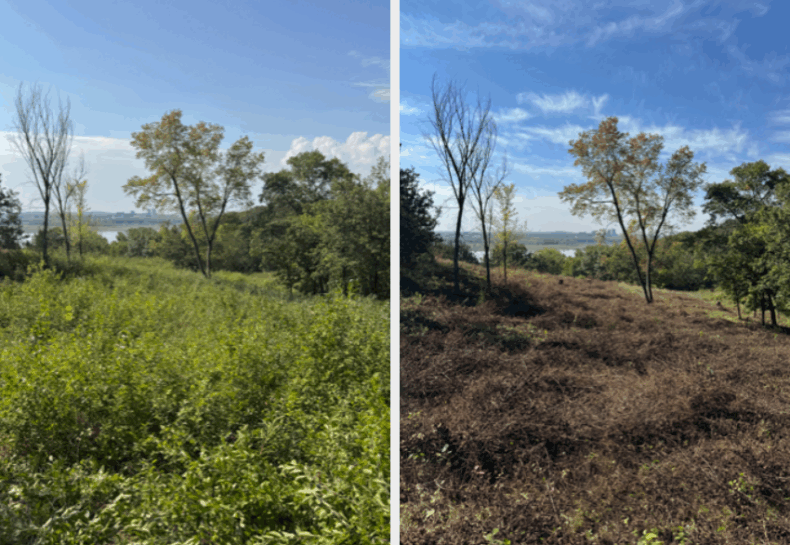 Treating Invasives at Richard T. Anderson Conservation Area