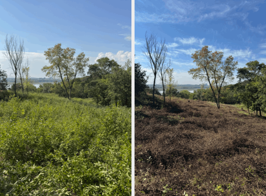Before and after view of Richard T. Anderson Conservation Area