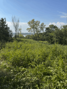 An open area between trees is bright green and filled with buckthorn