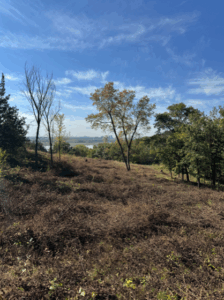 An open area between trees appears brown from treated buckthorn
